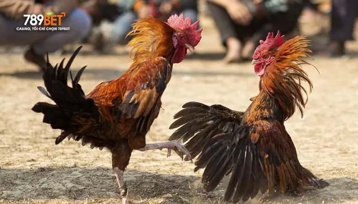 Giới thiệu đá gà cựa sắt tại 789BBET Giới thiệu đá gà cựa sắt tại 789BBET